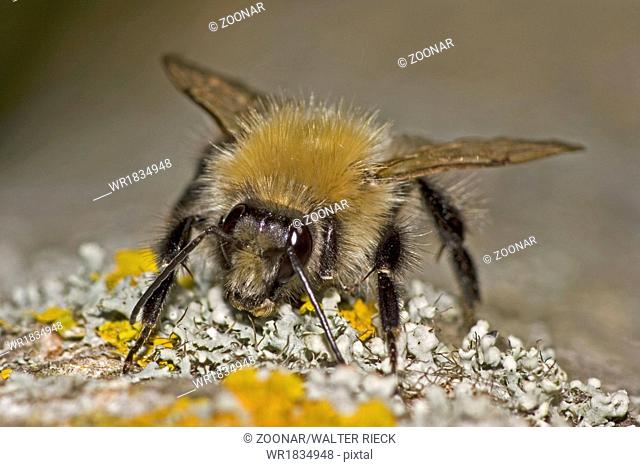 carder-bee Bombus pascuorum