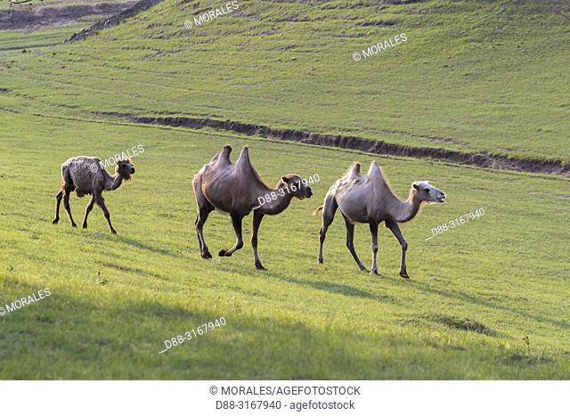 China, Inner Mongolia, Hebei Province, Zhangjiakou, Bashang Grassland, Bactrian camel (Camelus bactrianus)