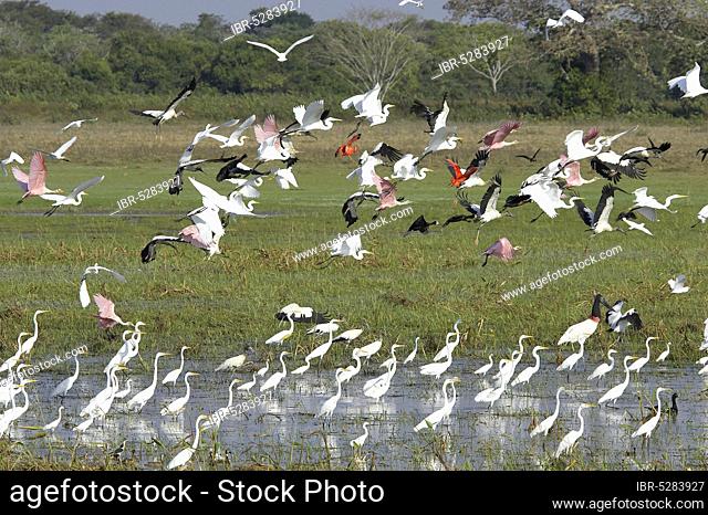 Great egret (casmerodius albus), group in swamp with Scarlet Ibis, Red-billed Whistling Duck, Roseate Spoonbill and White-faced Whistling Duck, flight