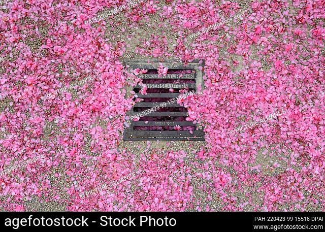 23 April 2022, Bavaria, Würzburg: Partially covered with petals of Japanese ornamental cherries is a canal cover in the courtyard garden of the residence