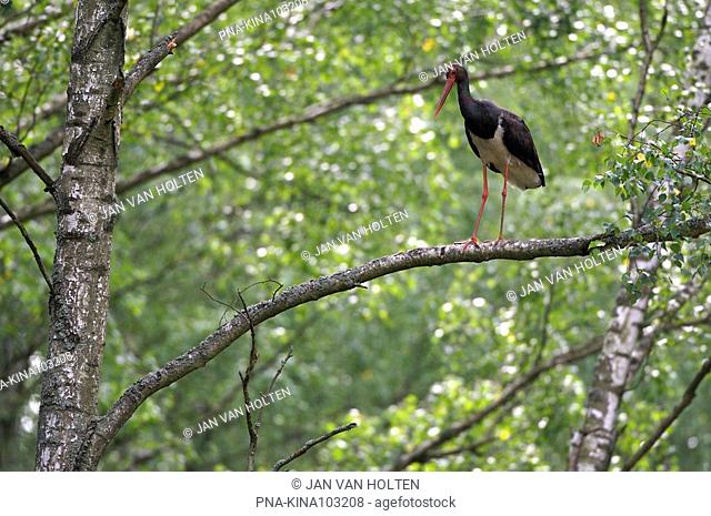 Black Stork Ciconia nigra - Biebrza National Park, Biebrzanski Park Narodowy, Podlaskie, Podlachia, Poland, Europe
