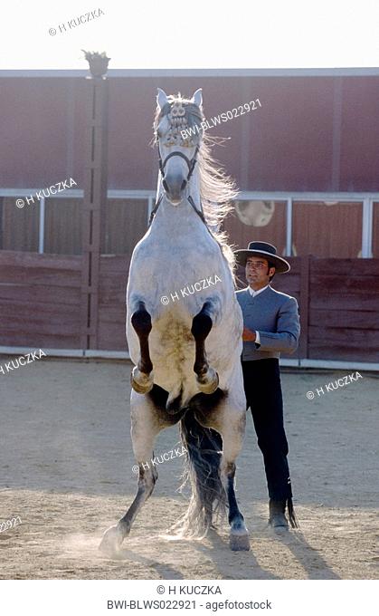 Andalusian horse Equus przewalskii f. caballus, training of levade: the horse rises on its haunches to an angle of approximately 35 degrees from the ground
