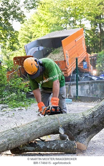 Lumberjack chopping up a tree bit by bit with a chainsaw, Germany, Europe