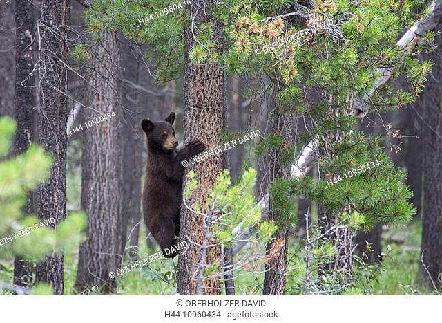 Alberta, bear, Jasper, national park, young, Canada, North America, black bear, mammals, animals