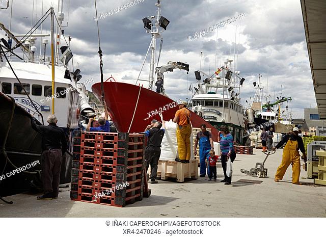 Descarga de anchoa en el puerto de Getaria, Getaria, Gipuzkoa, Guipuzcoa, Pais Vasco, Spain