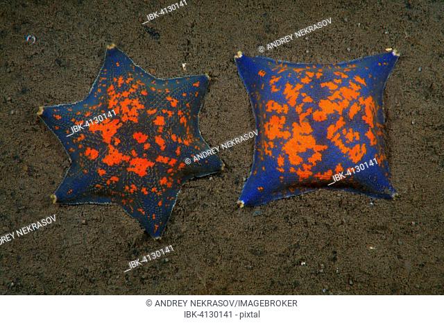 Two genetic mutations of Blue Bat Star (Patiria pectinifera) with four rays and six rays instead of five, Sea of Japan, Primorsky Krai, Russia