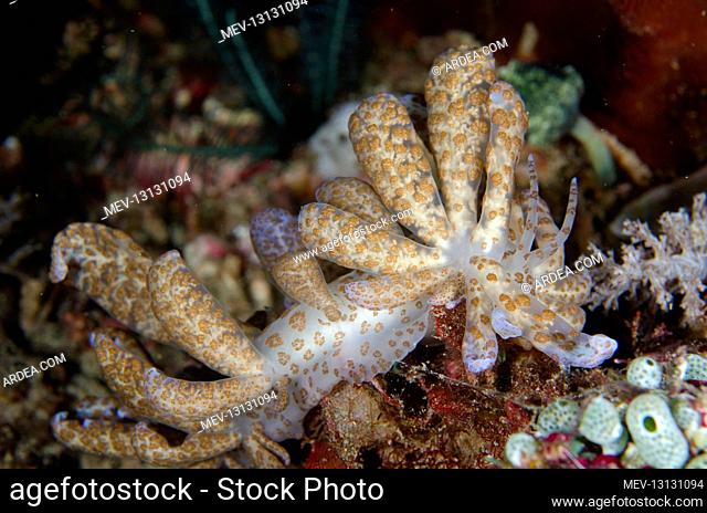 Long-cirri Phyllodesmium Nudibranch with cerata - with digestive gland ducts connected to zooxanthellae - Muka Linggua dive site, Bangka Island, north Sulawesi