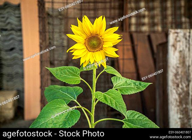 Yellow sunflower Flower grows abandoned in an urban environment