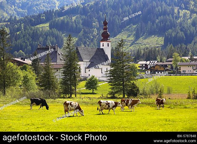 Cattle pasture with the church St.Ulrich, Sankt Ulrich am Pillersee, Pillerseetal, Tyrol, Austria, Europe