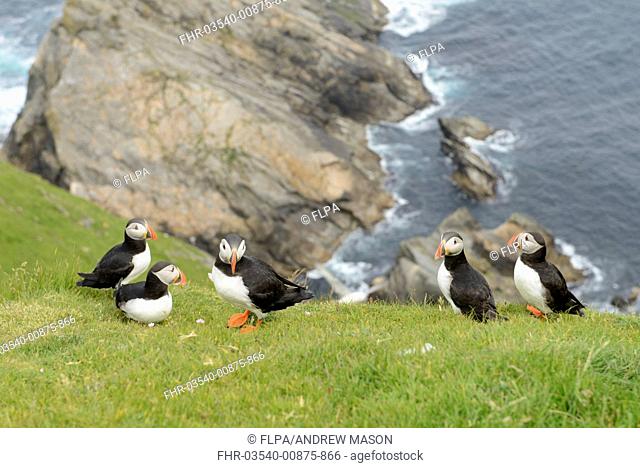 Atlantic Puffin (Fratercula arctica) five adults, breeding plumage, standing on clifftop, Hermaness National Nature Reserve, Unst, Shetland Islands, Scotland