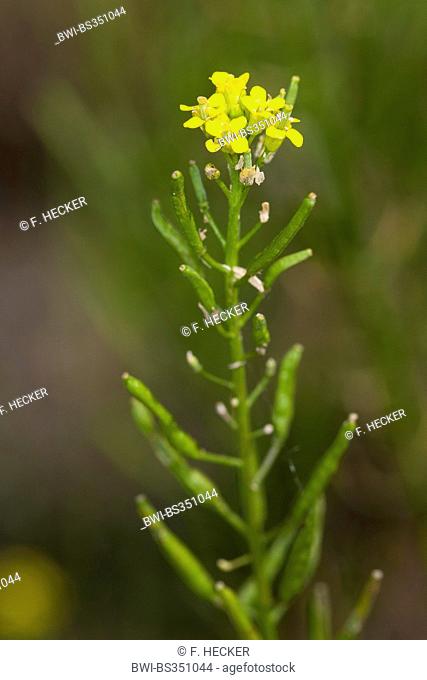 Treacle mustard, Wormseed mustard, Wallflower mustard, Worm-seed mustard (Erysimum cheiranthoides), inflorescence, Germany