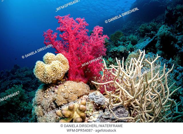 Colored Soft Coral Reef, Shaab Rumi, Red Sea, Sudan