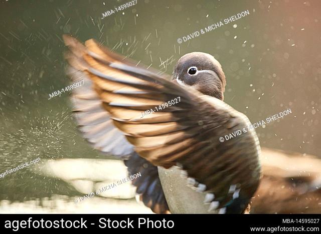 Mandarin duck (Aix galericulata), shakes wings, duck, female, wildlife, Bavaria, Deutschlnad, Europe