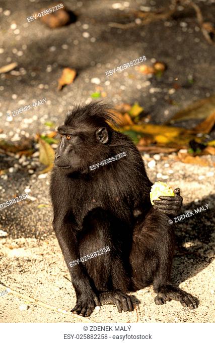 portrait of Ape Monkey Celebes Sulawesi crested black macaque, Takngkoko National park, Sulawesi, Indonesia