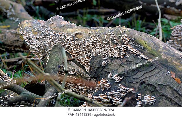 A tree stub lies covered with white bracket fungi in the forest of the natural reserve Hasbruch near Hude, Germany, 13 October 2013