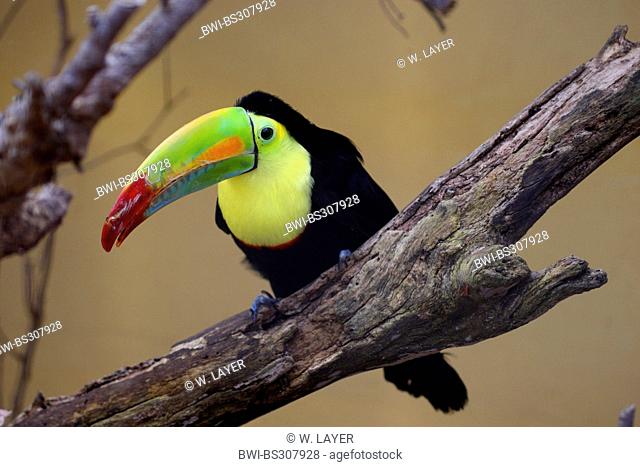 keel-billed toucan (Ramphastos sulfuratus), sitting on a branch