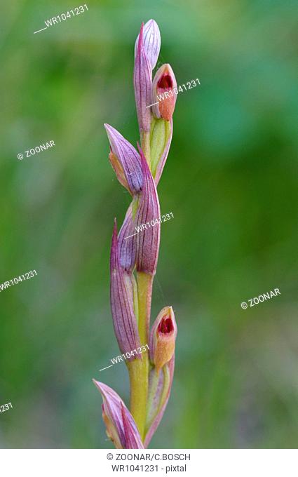 Small flowered Tongue Orchid, Serapias parviflora