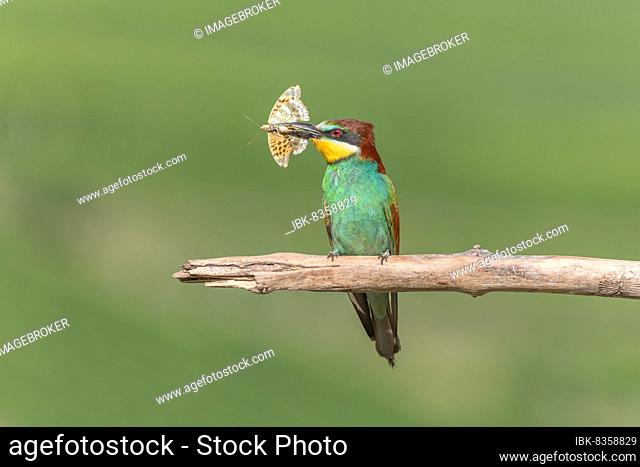 European Bee-eater (Merops apiaster) perched on branch with a butterfly in its beak. Bickensohl, Kaiserstuhl, Germany, Europe