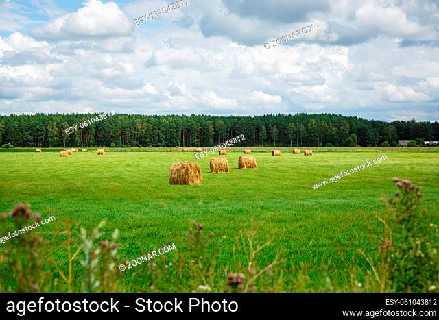 green meadow with hay rolls and forrest on background. outdoor shot. latvia