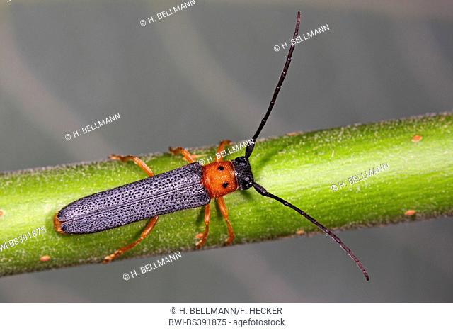 Twin spot longhorn beetle (Oberea oculata), on a twig, Germany