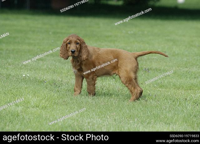Irish Setter puppy in grass
