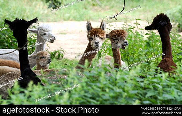 02 August 2021, Brandenburg, Strubensee: Alpacas stand together in the pasture on the premises of the alpaca breeding ""Alpaca nigra"" in Strubensee near Lindow...