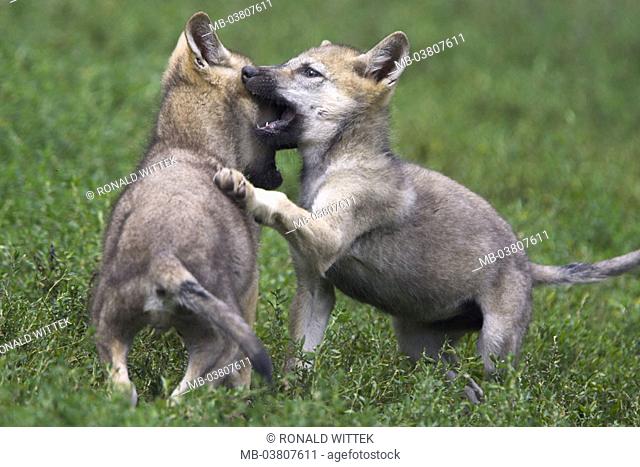 Meadow, wolves, Canis lupus, young,  playing, bites  Series, wild animals, Wildlife, animals, mammals, carnivores, wild dogs, puppies, behavior, instinct