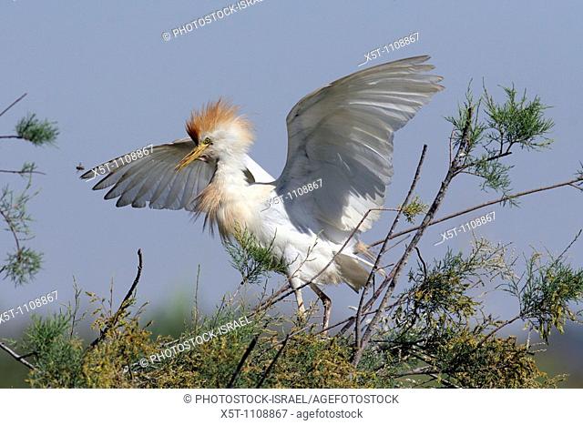 Adult Cattle Egret Bubulcus ibis in Breeding plumage spread wings and feathers up Israel Spring May 2008