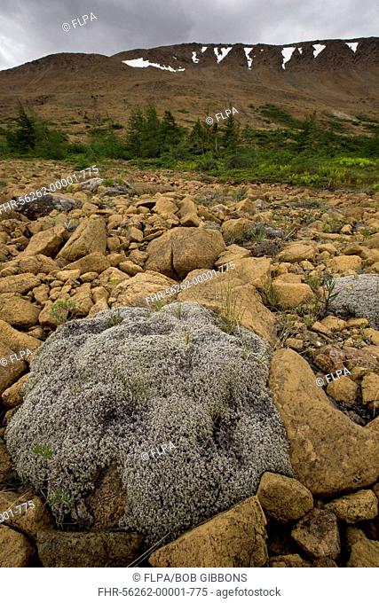 Woolly Fringe-moss (Racomitrium lanuginosum) growing on serpentine and peridotite, Tablelands, Gros-Morne N.P., Newfoundland, Canada, July