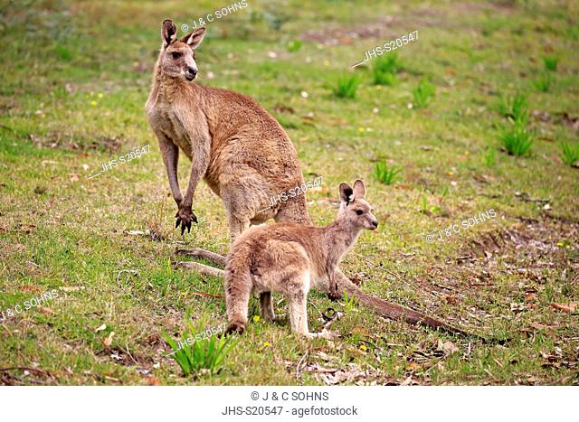 Eastern Grey Kangaroo, (Macropus giganteus), adult with subadult, Merry Beach, Murramarang Nationalpark, New South Wales, Australia