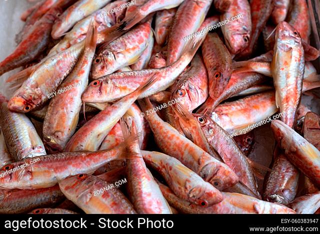 Red mullet on ice at the seafood market.Mediterranean fish and it is also the best ingredient of the diet