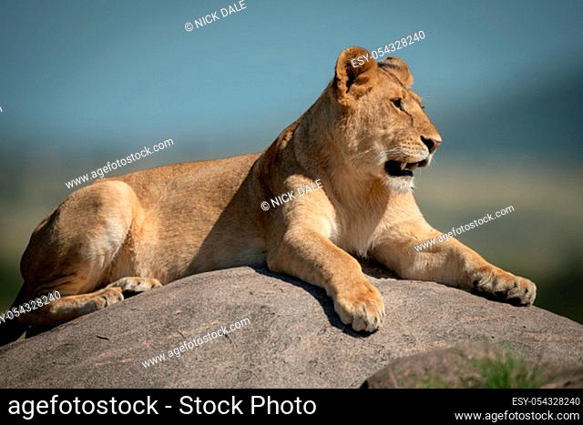 Lioness lies on rock with bokeh background