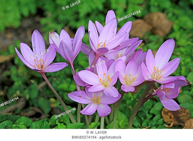 Meadow saffron, Naked lady, Autumn crocus (Colchicum autumnale), blooming, Germany