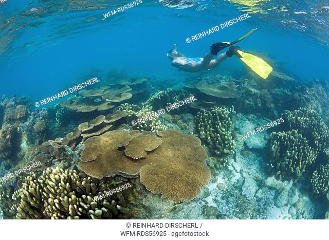 Snorkeling at Bikini Atoll, Bikini Atoll, Micronesia, Pacific Ocean, Marshall Islands