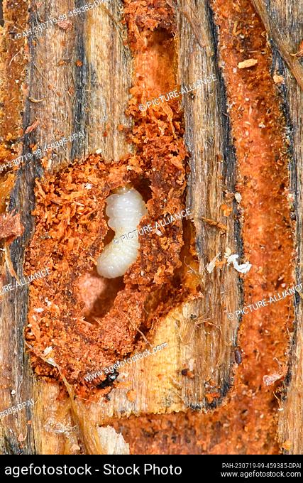 19 July 2023, Saxony-Anhalt, Haldenslenben: The larva of a twelve-toothed pine bark beetle is seen on the underside of a pine bark in a feeding tunnel