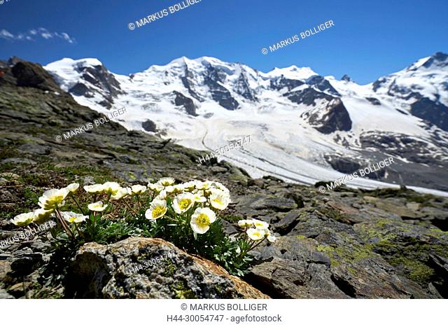 Diavolezza, the Engadine, Oberengadin, Graubünden, scenery, mountain landscape, glacier, crowfoot, glacier crowfoot, Ranunculus glacialis, Piz Palü, Piz Trovat