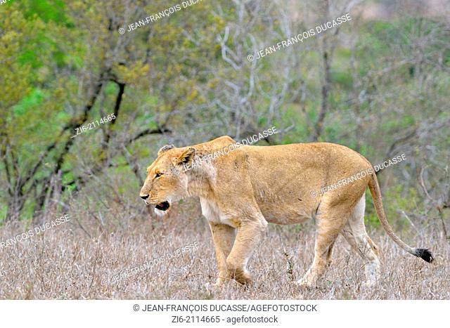 Lioness (Panthera leo), walking, Kruger National Park, South Africa, Africa