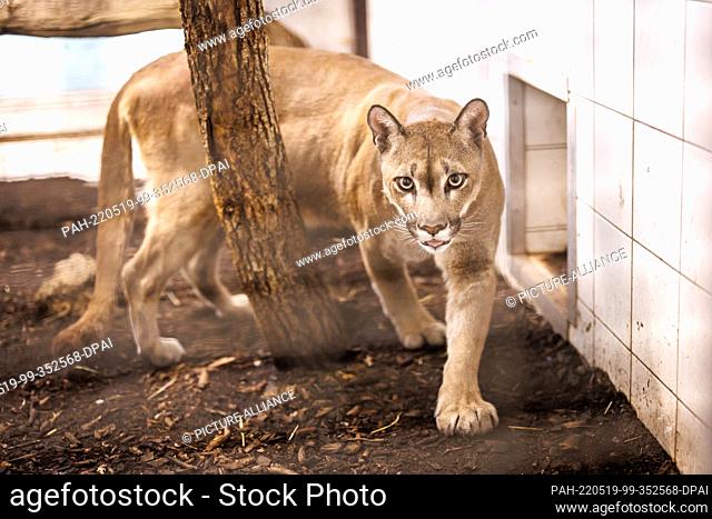 19 May 2022, Bavaria, Munich: Puma Pele roams through his enclosure at the Munich animal shelter's sanctuary for reptiles and exotics
