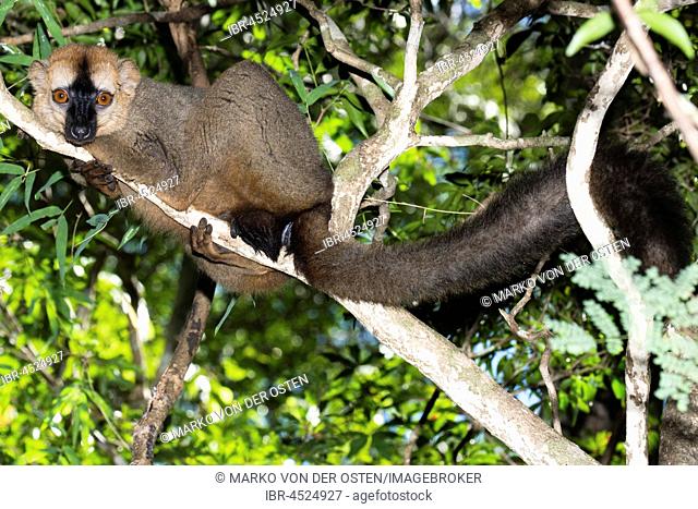 Red-fronted lemur (Eulemur rufifrons) in the tree, Kirindy National Park, Madagascar