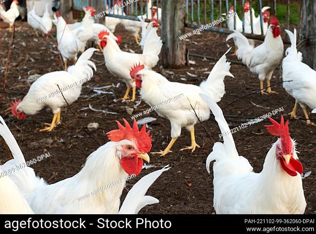 31 October 2022, Brandenburg, --: 31.10.2022. Hens stand in an enclosure on a farm in Brandenburg a few kilometers south of Berlin