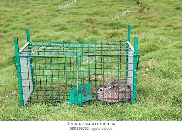 Capture, marking and vaccination of European Rabbit (Oryctolagus cuniculus). France