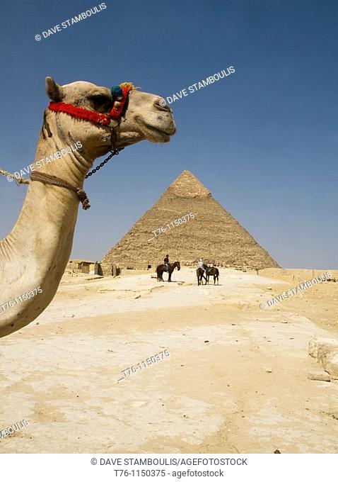 camel in the desert at the Great Pyramids of Giza in Cairo Egypt