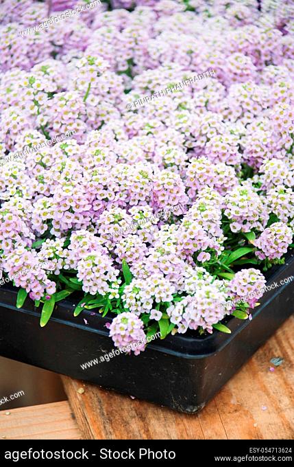 Alyssum flowers. Alyssum in sweet colors. Alyssum in a black tray on wood table, in a dense grounding in a greenhouse