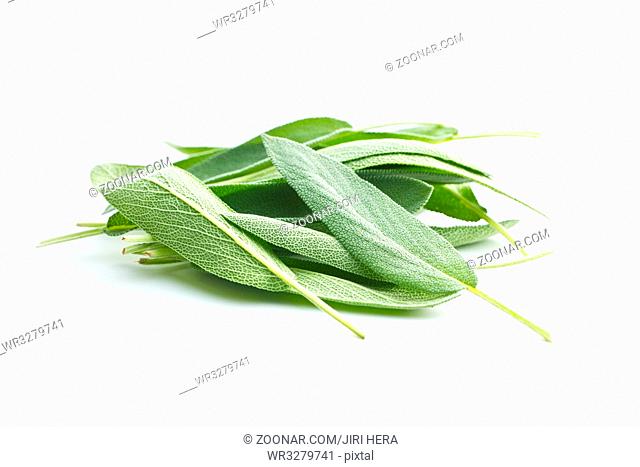 Salvia officinalis. Sage leaves isolated on white background. Garden sage