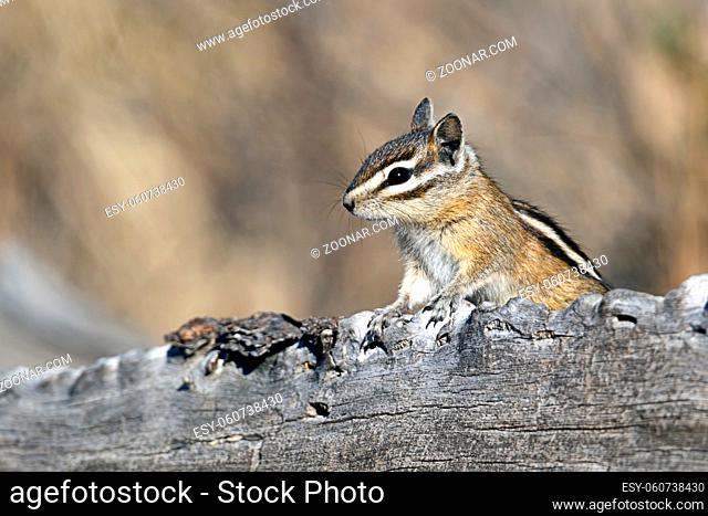 A chipmunk pops up from behind a log at turnbull wildlife refuge in Cheney, Washington