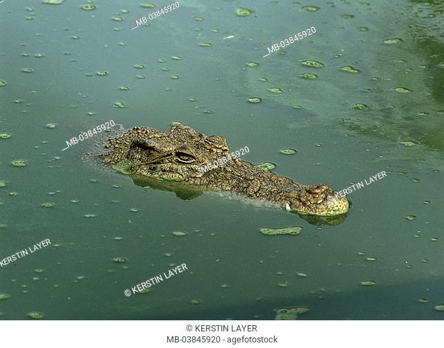 Waters, strip-crocodile, Crocodylus porosus, detail, head, wildlife, Wildlife, animal, game-animal, reptile, reptile, tank-lizard, crocodile, Crocodylia