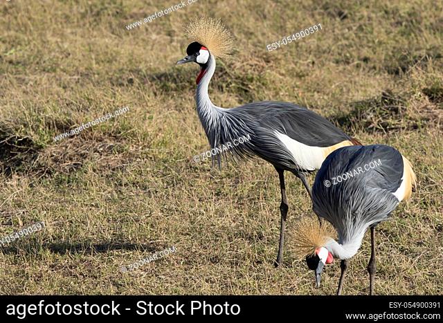 grey crowned crane which stands in the middle of the African savanna in the dry season