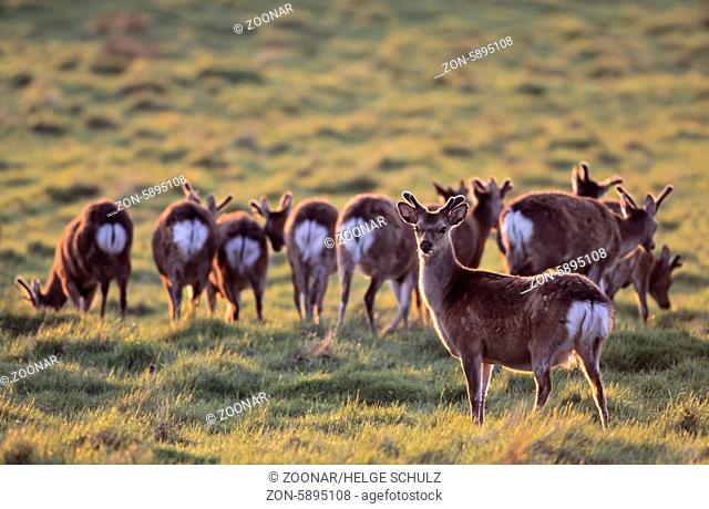 Unterart: Japan-Sika - Sikahirsche mit Bastgeweih im Abendlicht - (Japanischer Sikahirsch) / Subspecies: Japanese Sika Deer stags with velvet-covered antler in...