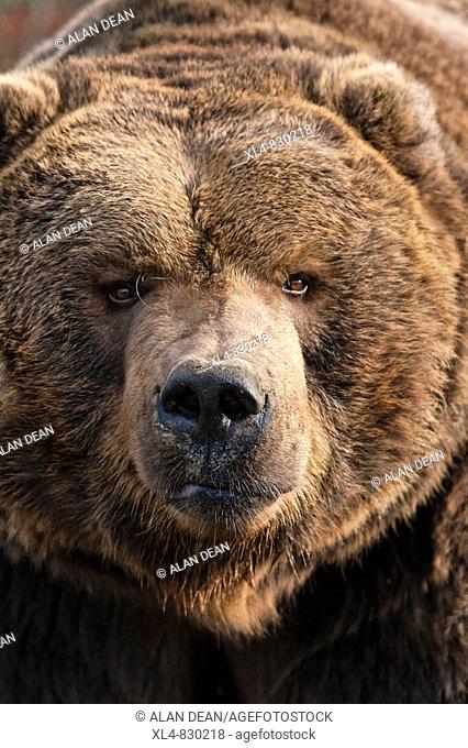 Kodiak Bear Ursus arctos middendorffi close-up of head Photographed in captivity