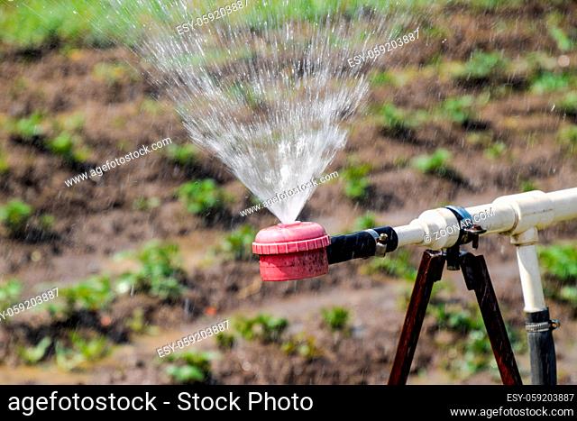 Water sprinkler for watering in the garden. Watering in the garden